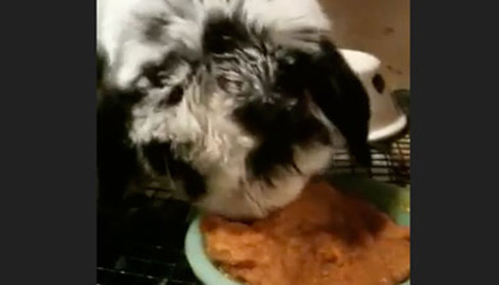 Hungry-Girl Video: Cookie Bunny Loves Pumpkin!